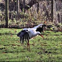 un primo piano di una cicogna bianca foto