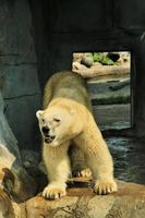 un primo piano di un orso polare foto