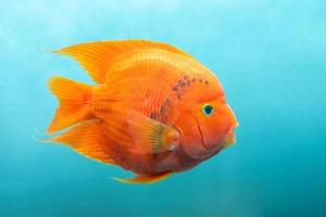 pesci d'acquario pesci pappagallo rosso isolati, pesci d'acqua dolce colorati, popolari in casa come hobby. foto