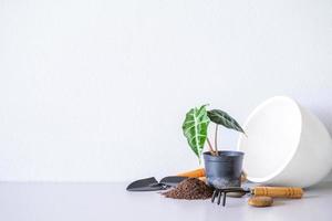 alocasia sanderiana toro o pianta di alocasia in vasi con fioriere, torba, terra, pietre, ceramica bianca sul piano del tavolo e sfondo bianco della parete. foto