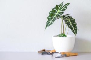 alocasia sanderiana toro o pianta di alocasia su vasi di ceramica bianca con fioriere, torba, pietre, sul piano del tavolo e sullo sfondo bianco della parete. foto