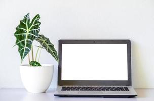 laptop mock up e alocasia sanderiana toro o pianta di alocasia sul tavolo e sfondo bianco della parete. alta risoluzione. foto