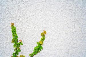 cornice vuota della parete dell'erba verde come sfondo. ramo di un albero con foglie verdi ed erba su sfondo bianco muro di mattoni. foto