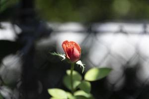 un bocciolo rosso di un fiore di rosa si apre e inizia a sbocciare sotto i luminosi raggi del sole nel giardino. foto