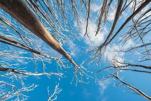 l'albero senza foglie nella stagione invernale nella stazione sciistica di montagna del lago nello stato di victoria in australia. questo posto è a 120 minuti di auto da melbourne. foto