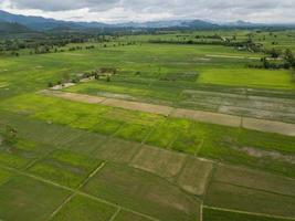 vista aerea della risaia nella provincia di chiang rai della tailandia. la thailandia ha una forte tradizione nella produzione di riso. ha la quinta più grande quantità di coltivazione di riso al mondo. foto