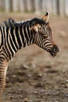 la zebra di Burchell allo zoo foto