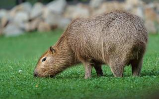 capibara sul prato foto