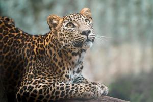 Leopardo dello Sri Lanka foto