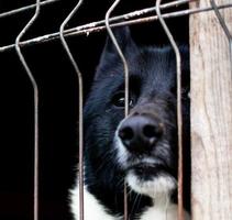 cane laika siberiano orientale che guarda sul bersaglio foto