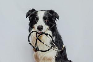 cucciolo di cane border collie che tiene lo stetoscopio in bocca strizza l'occhio isolato su sfondo bianco. cane di razza alla reception presso il medico veterinario in clinica veterinaria. concetto di assistenza sanitaria e animali per animali domestici. foto