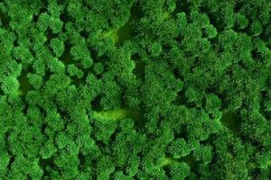 vista a volo d'uccello della verde foresta estiva. foto