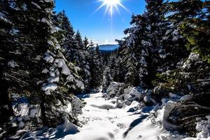 2021 12 11 cima larici neve e pini 5 foto