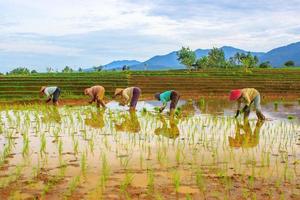 vista mattutina di agricoltori che lavorano per piantare riso foto