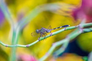 foto di una bellissima libellula al mattino con uno sfondo sfocato bellissimo fiore