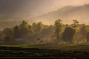 Vista della nebbia mattutina delle terrazze di riso a bengkulu, asia del nord, indonesia, bei colori e luce naturale, chiaro cielo mattutino foto