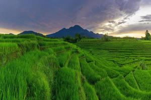 vista panoramica della luce del mattino e del cielo limpido che sovrasta le verdi risaie nel villaggio di kemumu, in indonesia foto