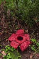 fiore di raflesia gadutensis nell'area della foresta tropicale foto