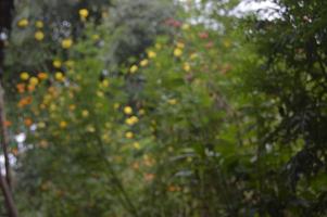 fiori sfocati e sfocati che sbocciano nel giardino foto