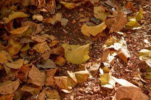 foresta nel tempo foto