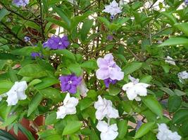 qcosta jasmine flower plant costa jasmine flower plant foto