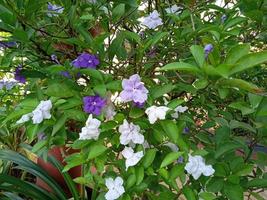 pianta di fiori di gelsomino di costa foto