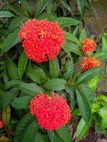 pianta ornamentale di fiori di ashoka rosso foto