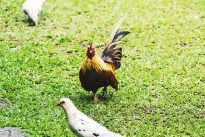 pollo bantam o ayam kate o ayam katai in lingua indonesiana, in cerca di cibo sul campo verde. foto