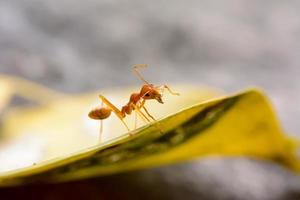 unica formica rossa foto