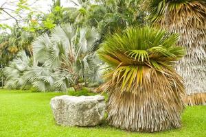 paesaggio e piantagione di palme nel parco di chatuchak, bangkok, tailandia foto