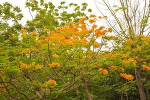 vista dei fiori di pavone arancione che fioriscono in un parco pubblico tailandese foto