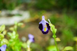 piccole orchidee bianche e blu fioriscono in una pentola e una goccia d'acqua foto