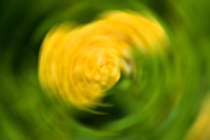 fiore giallo cresta di gallo fioriture bianche e sfocatura morbida nel parco chatuchak a bangkok, tailandia foto