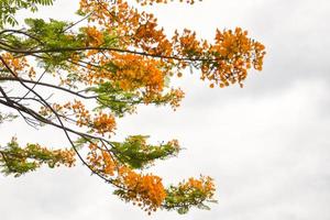 fiore di coda di pavone nel parco di chatuchak, bangkok, tailandia, un luogo da visitare e rilassarsi foto
