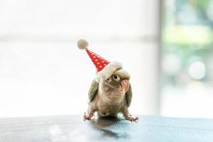 parrocchetto dalle guance verdi che indossa cappelli di Babbo Natale foto