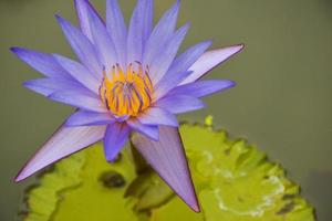 bellissimi fiori di loto rosa e viola che fioriscono nel parco acquatico, parco tailandese foto