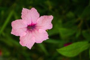 piccoli fiori rosa sbocciano lungo il sentiero del giardino. foto