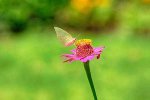 farfalla su zinnia elegans foto