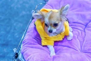 primo piano il cane. è il migliore amico dell'uomo. foto