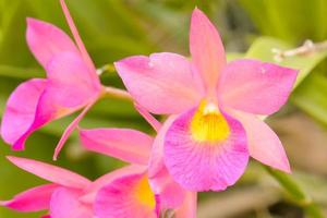 l'orchidea è dai colori brillanti e belli foto