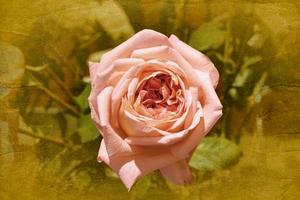 rosa in molti colori e bella in giardino. foto