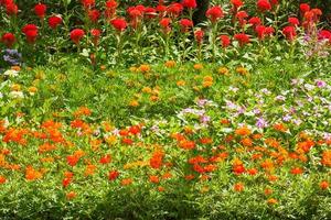 i fiori sono belli e rinfrescanti foto