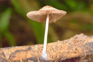 primo piano fungo in giardino sullo sfondo della natura. foto