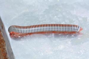 primo piano di un millepiedi sul pavimento di alluminio. foto