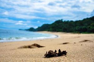 corallo sul bordo di una lunga spiaggia foto