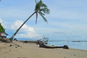 sfondi spiaggia. albero di cocco sulla spiaggia felice. foto