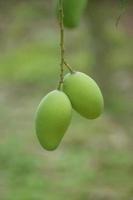 mango verde. Il mango verde può essere acido o ricco di noci e dolce a seconda della varietà. foto