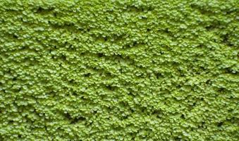muro di erba verde foto