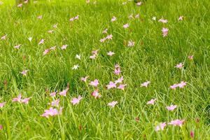 zephyranthes grandiflora rosa foto