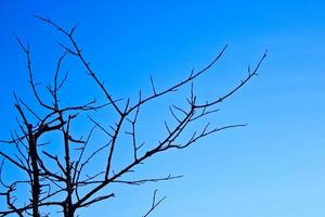 rami di alberi sullo sfondo del cielo foto